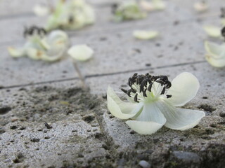 Zbliżenie na opadłe kwiaty kiwi © Kumulugma