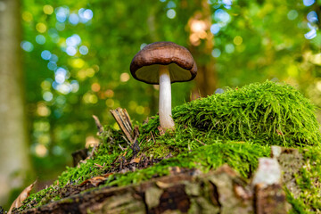 Mushrooms from the Black Forest in Germany, Europe