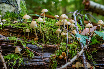 Mushrooms from the Black Forest in Germany, Europe