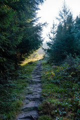 A path in the Black Forest in Germany, Europe