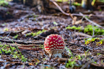 Fresh fly agaric mushrooms (Amanita muscaria) from the Black Forest in Germany, Europe