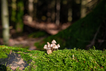 Mushrooms from the Black Forest in Germany, Europe