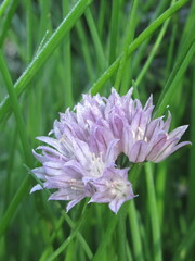 Zbliżenie na różowe kwiaty cebuli © Kumulugma