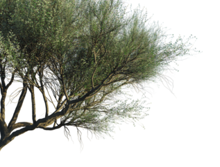 Acacia Tortilis tree corner,Densely branched tree with delicate green leaves and fine branch details, perfect for nature scenes.cutout, transparent background, isolate