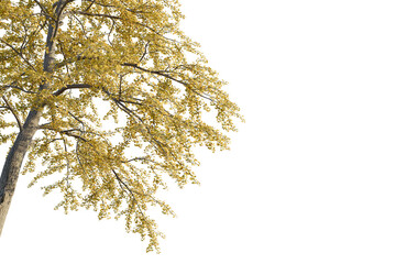 Ginkgo biloba tree corner,Golden autumn tree branches with vibrant yellow leaves create a beautiful natural scenecutout, transparent background, isolate