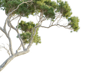 Stone pine tree corner,Elegant pine tree branches reach out with vibrant green foliage, offering natural beauty and serene ambiance for your designs.cutout, transparent background, isolate