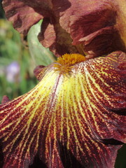 Zbliżenie na kwiat irysa © Kumulugma