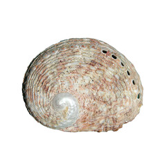 Shell of a  green ormer sea snail (Haliotis tuberculata) isolated on transparent background (Tenerife, Spain)