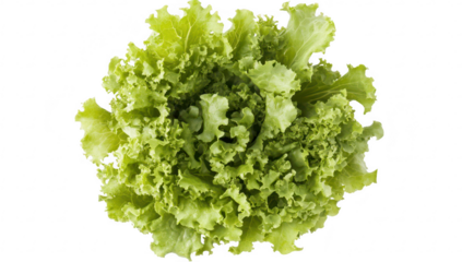 Fresh green lettuce head isolated on white background. its crisp leaves and color. ideal for healthy eating concepts. culinary uses. and food photography