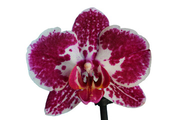 Purple moth orchid (Phalaenopsis cultivar) isolated on transparent background