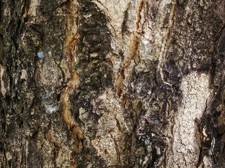bark of a tree
