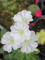 Zbliżenie na białe kwiaty rośliny z gatunku lewizja © Kumulugma