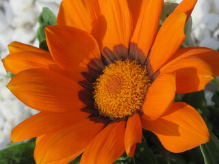 Zbliżenie na kwiat rośliny z gatunku gazania © Kumulugma