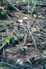 Dense forest floor, rich in textures and colors, green foliage blending with brown earth, perfect for nature exploration themes.