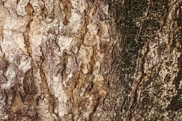 tree bark texture
