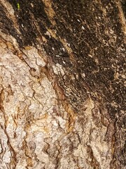 bark of a tree