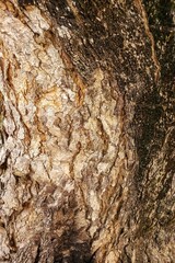 bark of a tree