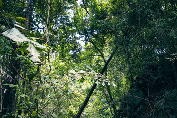 Vibrant foliage under sunlight, lush green leaves with sunlight filtering through, nature’s tranquility inviting calmness.