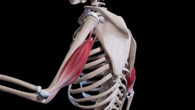 Triceps Muscle Movement