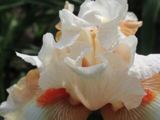 Zbliżenie na kwiat irysa © Kumulugma