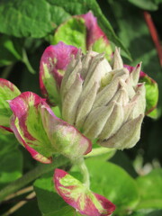 Zbliżenie na pączki rośliny z gatunku clematis
