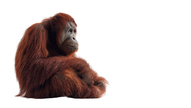 A thoughtful orangutan with reddish brown fur sits in profile against a stark black background - Powered by Adobe