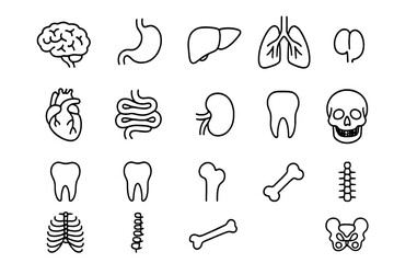 Human anatomy icon set with internal organs and bones. Medical and biology line art symbols for healthcare. Vector illustration of brain, heart, lungs, liver, skeleton.