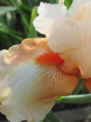 Zbliżenie na pomarańczowe kwiaty irysa © Kumulugma