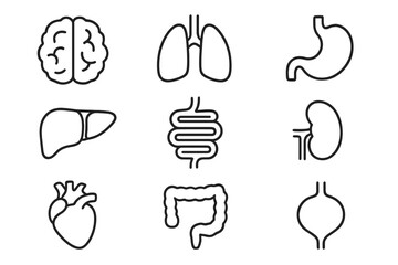 Human internal organs icon set. Anatomy linear pictograms. Brain, heart, lungs, liver, kidneys, stomach, intestines. Medical and biology symbol collection. Editable stroke vector.