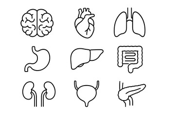 Human internal organs icon set. Anatomy linear pictograms collection. Brain, heart, lungs, liver, stomach, kidneys, bladder. Health medical biology symbol. Vector illustration.