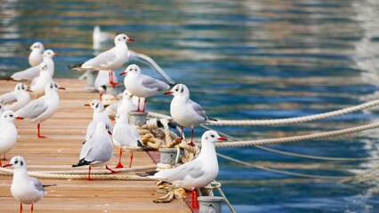 Flock of seagulls in marine resting on wooden dock near boat seabird background