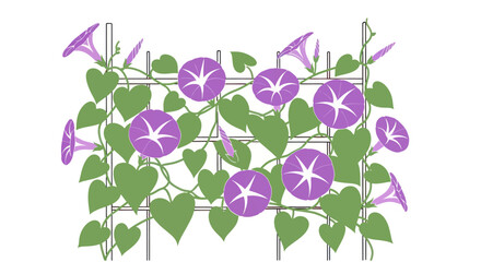 Climbing purple morning glories on a grid trellis