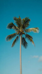 Obraz premium Coconut Tree against Clear Blue Sky Low Angle View