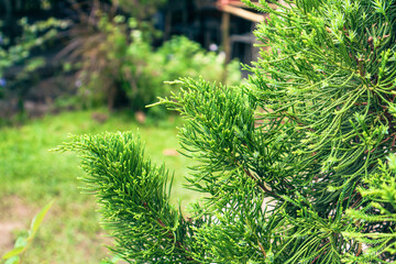 Lush greenery in a vibrant garden, dense foliage providing a tranquil setting, perfect for...