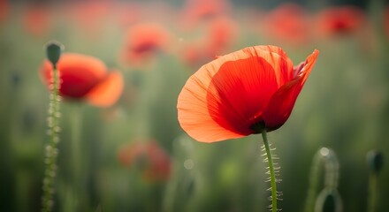 Two Red Poppies in Green Field (Close-Up) - Remembrance, Nature's Beauty, Peace, Floral, Delicate, Serene