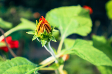 Vibrant flower buds emerging among lush green leaves, showcasing nature's beauty and growth in a serene garden setting.