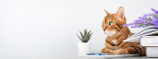 Bengal cat with a book and notebook on the table - pet and study.