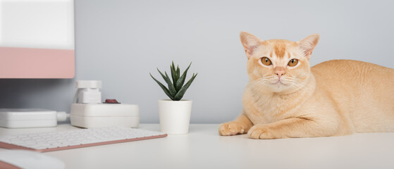 A Burmese cat is relaxing on a desk.