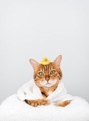 A funny Bengal cat in a towel with a rubber ducky