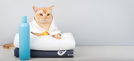 Spa day for cat with towel, duck and shampoo