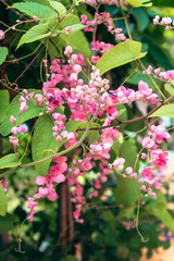 Vibrant pink flowers in lush greenery, detailed petals and leaves, perfect for nature-themed designs or backgrounds.