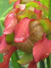 Zbliżenie na kwiat rośliny z gatunku sarracenia © Kumulugma