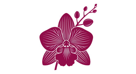 Magenta orchid blossom with buds illustration on white