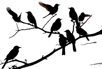 Silhouette of various birds perched on a tree branch against a stark white background,  perch,  collection