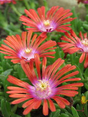 Zbliżenie na kwiaty rośliny z gatunku delosperma © Kumulugma