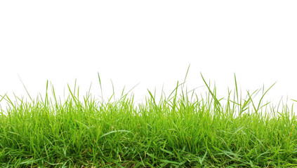 Fototapeta premium Lush green grass growing vibrantly in a sunny outdoor setting with a clear blue sky in the background. perfect for nature-themed projects or gardening resources