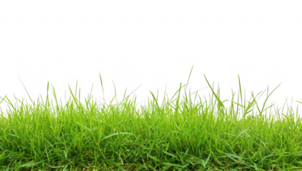 Lush green grass growing vibrantly in a sunny outdoor setting with a clear blue sky in the background. perfect for nature-themed projects or gardening resources