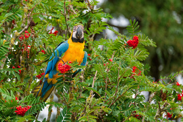 Blue-and-Yellow Macaw in Tropical Foliage with Red Berries