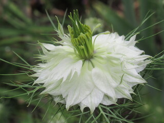 Zbliżenie na kwiaty rośliny z gatunku nigella © Kumulugma