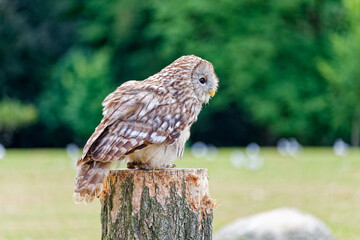Tawny Owl Perched in Forest Clearing